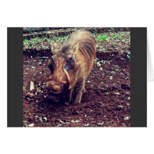 Warthog in Kenya
