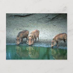 Warthogs Postcard