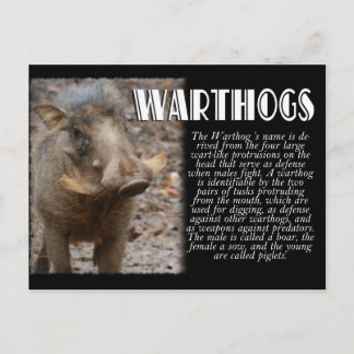 WARTHOGS with Description Postcard