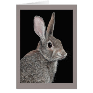 "Wary" - Cottontail Rabbit