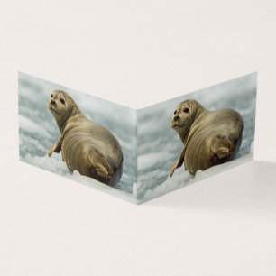 Wary Seal