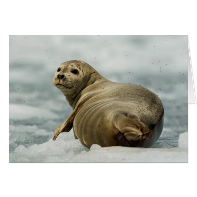 Wary Seal (Front Horizontal)
