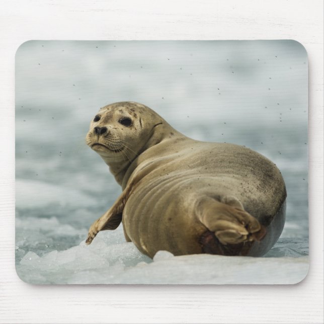 Wary Seal Mouse Pad (Front)