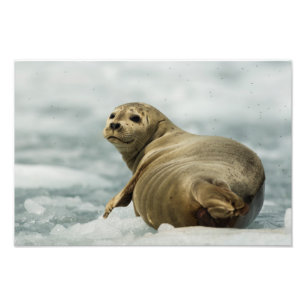 Wary Seal Photo Print