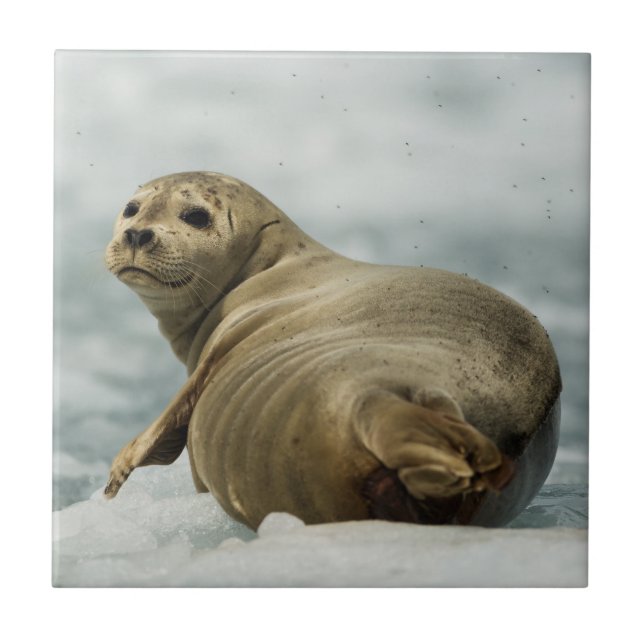 Wary Seal Tile (Front)