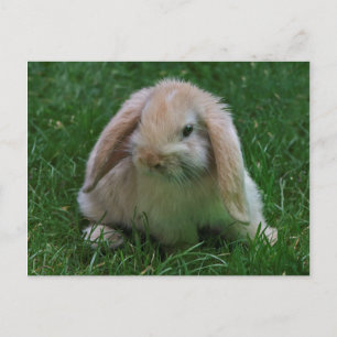 Wascally Wabbit Postcard