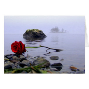 Washed Ashore Red Rose