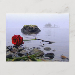 Washed Ashore Red Rose Postcard