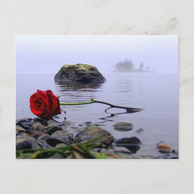 Washed Ashore Red Rose Postcard (Front)