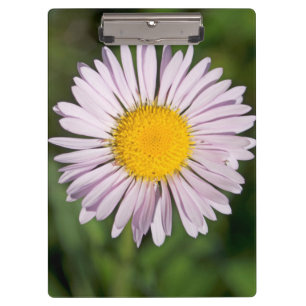 Washington, Cascade Range, Mount Baker Clipboard