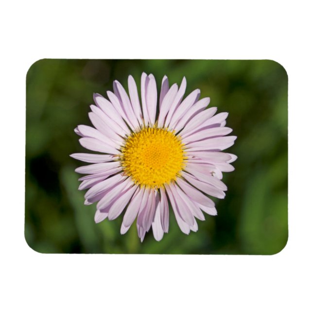 Washington, Cascade Range, Mount Baker Magnet (Horizontal)