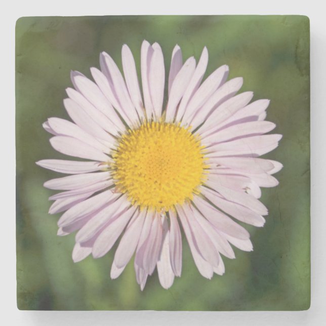Washington, Cascade Range, Mount Baker Stone Coaster (Front)