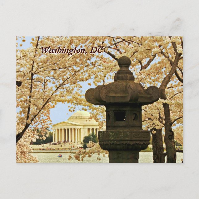 Washington Cherry Blossoms Postcard (Front)