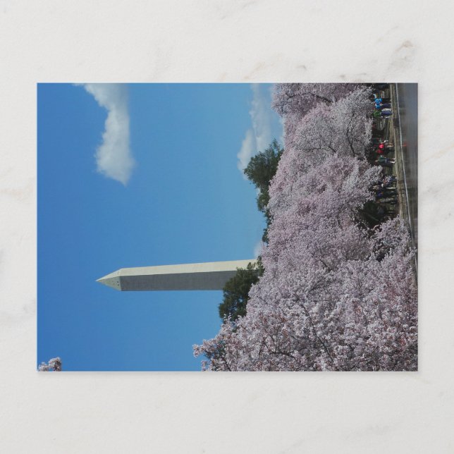 Washington DC Cherry Blossom 2 Postcard (Front)