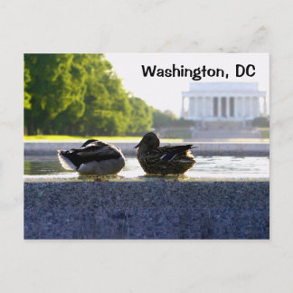 Washington, DC:  Ducks at the WWII Memorial Postcard