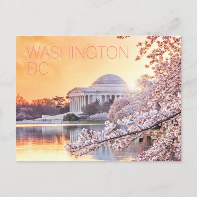 Washington DC Jefferson Memorial Cherry Blossoms Postcard (Front)