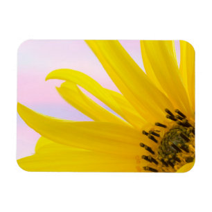Washington. Detail of sunflower blossom 1 Magnet