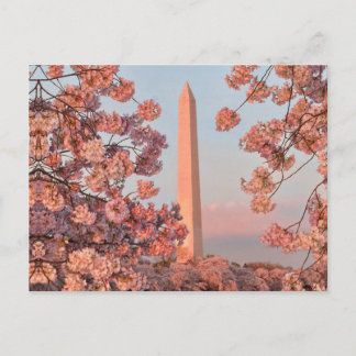 Washington Monument - Cherry Blossoms Postcard