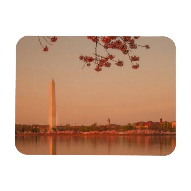 Washington Monument Sakura at sunset. Magnet (Horizontal)