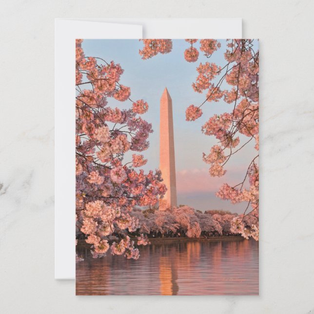 Washington Monument with Cherry Blossoms Card (Front)