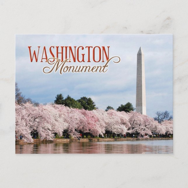 Washington Monument with cherry blossoms Postcard (Front)