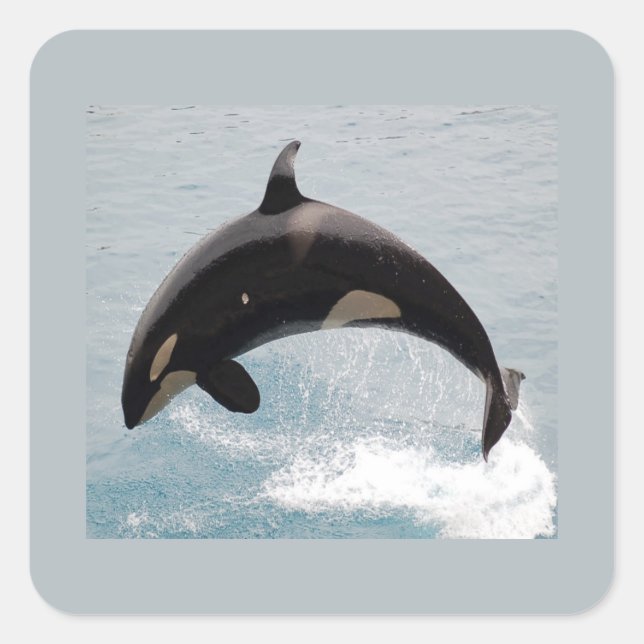 Washington Orca Whale Square Sticker (Front)