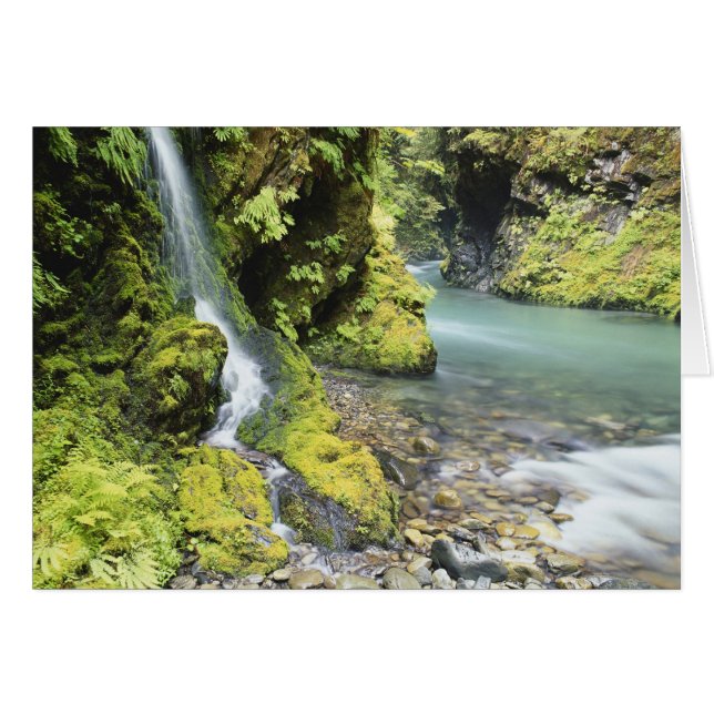 Washington, Parc National Olympique, Saisonnier (Devant horizontal)