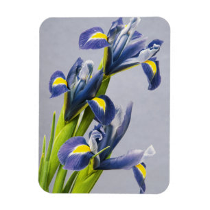 Washington, Redmond, Purple Irises Magnet