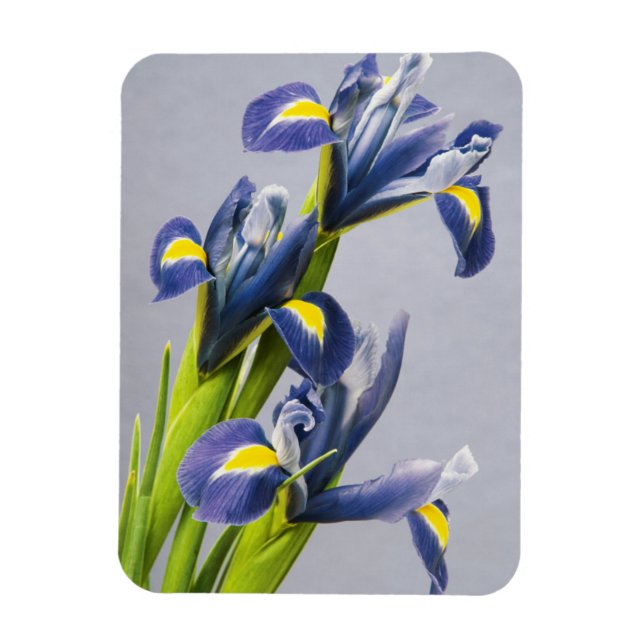 Washington, Redmond, Purple Irises Magnet (Vertical)