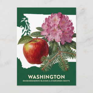 Washington Rhododendron Apple And State Symbols Postcard