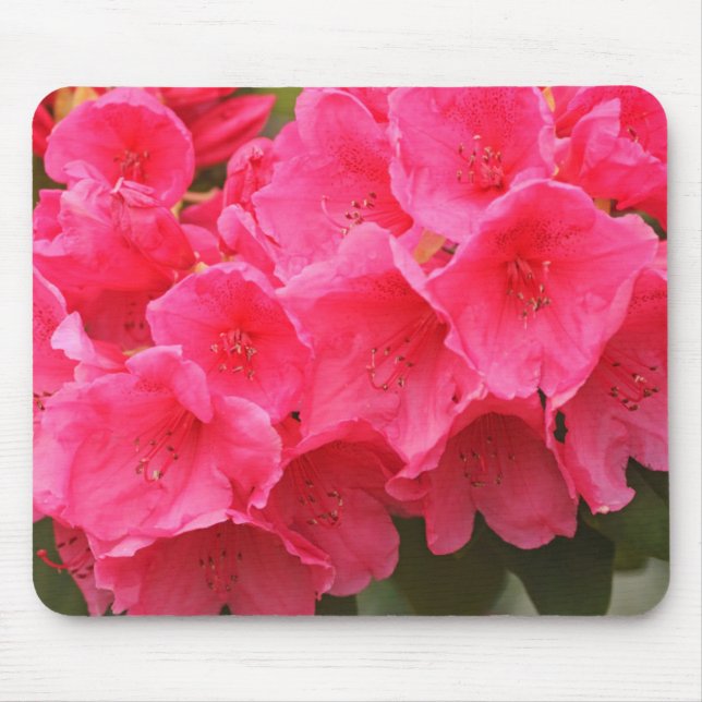 Washington, Seattle, Puget Sound, Discovery Park Mouse Pad (Front)