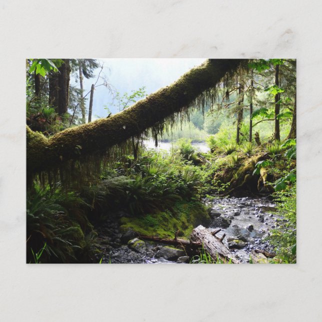 Washington State Postcard: Quinault Rain Forest Postcard (Front)