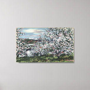 Washington - View of Apple Trees in Blossom Canvas Print