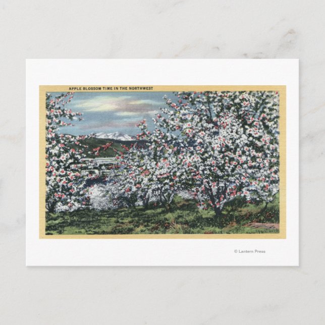 Washington - View of Apple Trees in Blossom Postcard (Front)