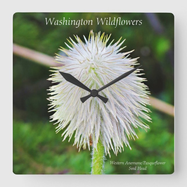 Washington Wildflower Pasqueflower White Seed Head Square Wall Clock (Front)