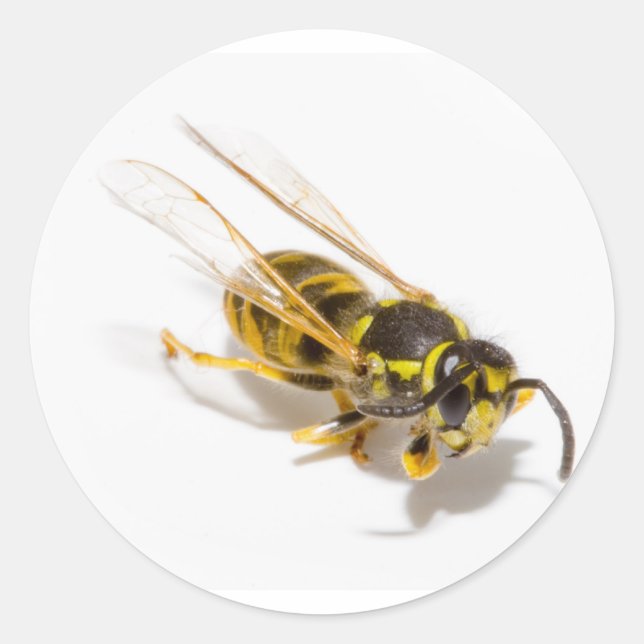 Wasp Classic Round Sticker (Front)