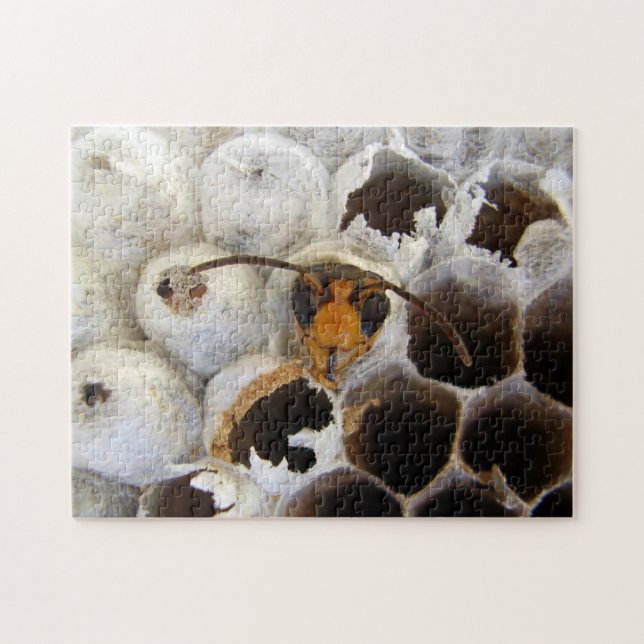 Wasp Emerging From Nest Photo Puzzle & Gift Box (Horizontal)