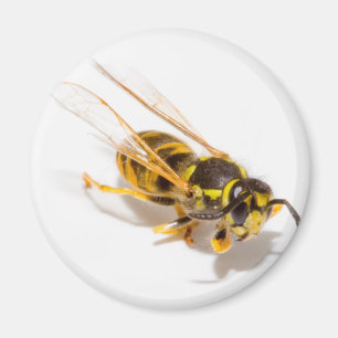 Wasp Magnet