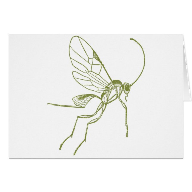 Wasp, Meteorus Hyphantria (Front Horizontal)