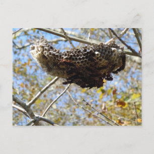 Wasp Nest! Yikes! Postcard