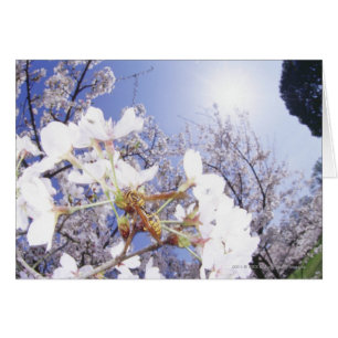Wasp on Cherry Blossom, close up
