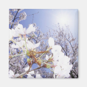 Wasp on Cherry Blossom, close up Magnet