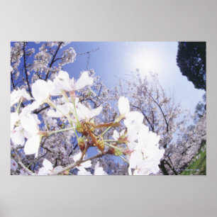 Wasp on Cherry Blossom, close up Poster