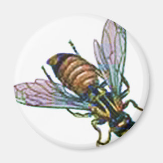 Wasp or Hornet Magnet