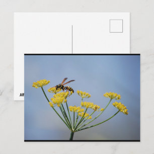 Wasp Pollinating Wild Fennel Postcard