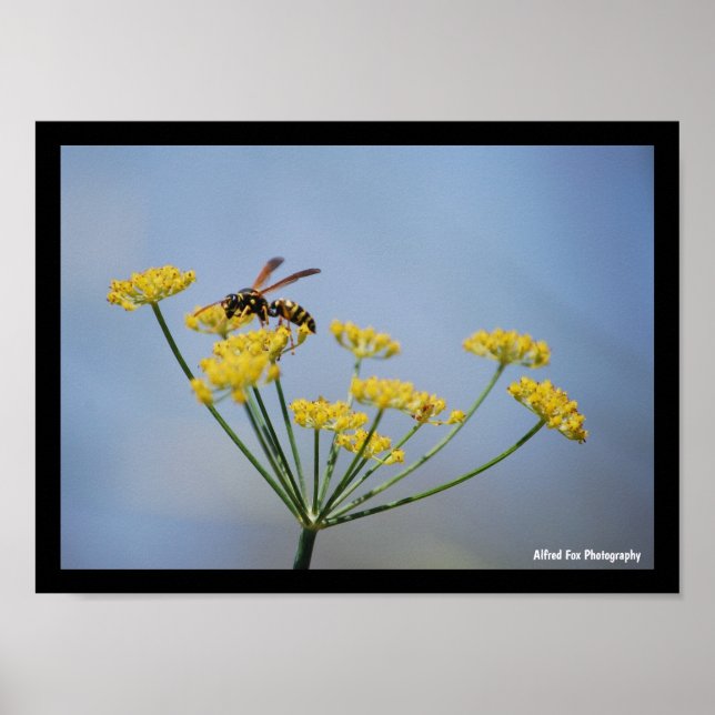 Wasp Pollinating Wild Fennel Poster (Front)
