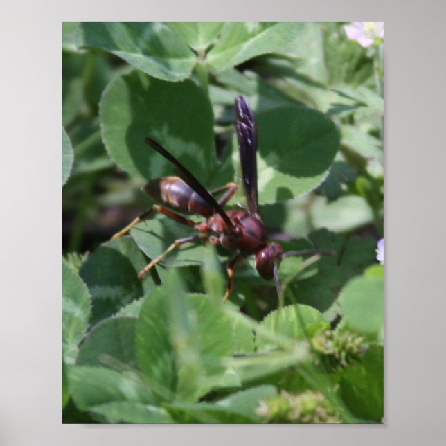Wasp Poster (Front)