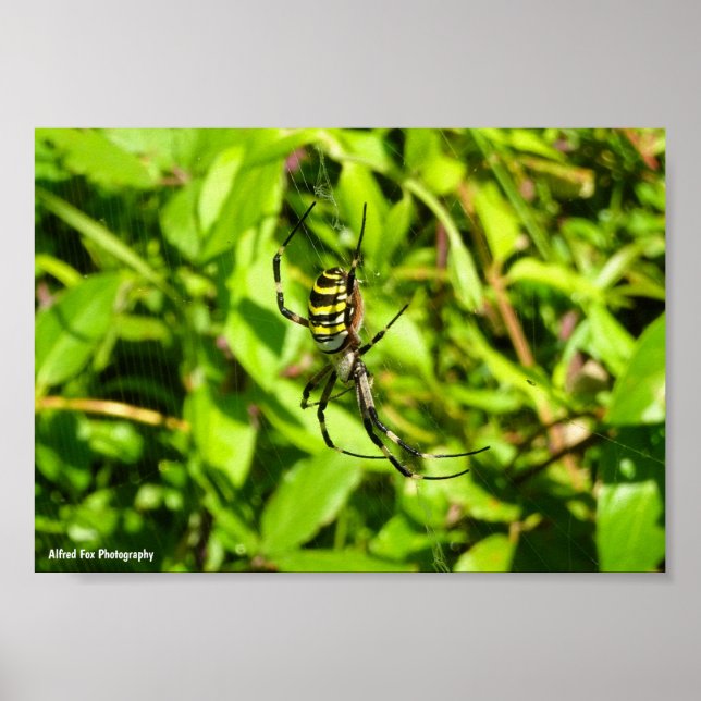 Wasp Spider in the Green Poster (Front)
