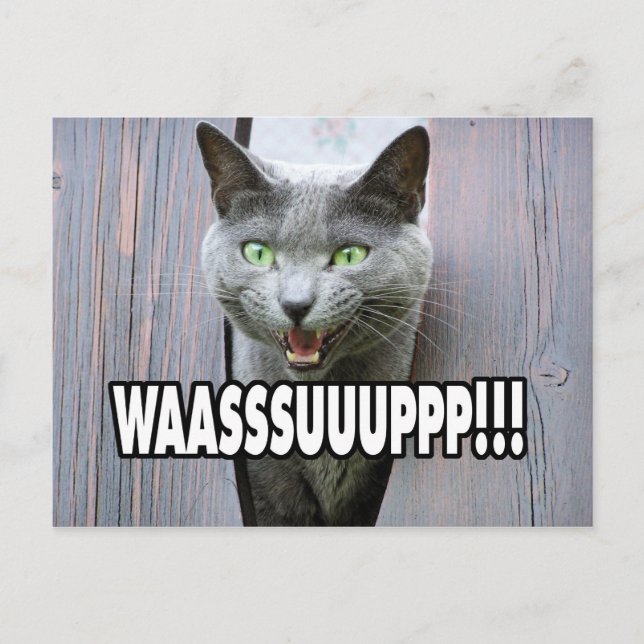WASSUP - Cat Meme Postcard (Front)