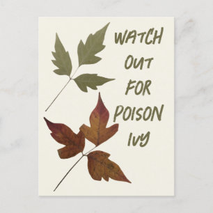 Watch out for Poison Ivy Hiking Safety For Scouts  Postcard